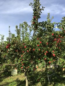 りんご狩りがはじまりました