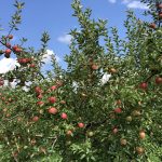 色づいてきました！！