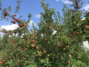 色づいてきました！！