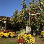 ドーム菊が満開です！！