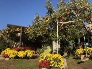 ドーム菊が満開です！！