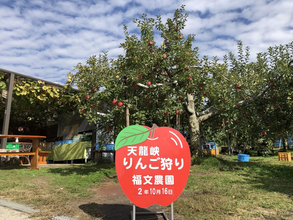 りんご狩り 福文農園